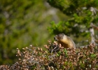 desolation wilderness25  tikka&#39;s friend